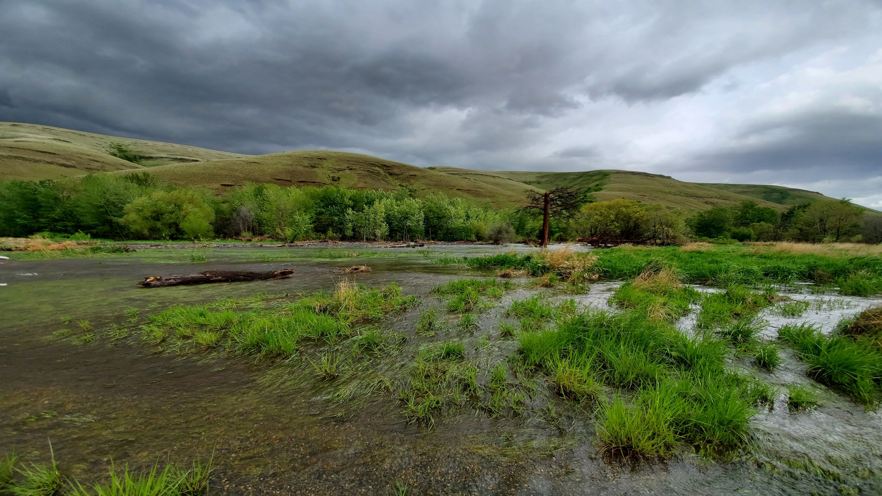 The Green River Basin: A Natural History